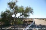 Shoe tree in Amboy