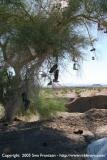 Shoe tree in Amboy