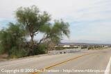 Shoe tree in Amboy